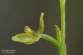 Ophrys_sphegodes_15